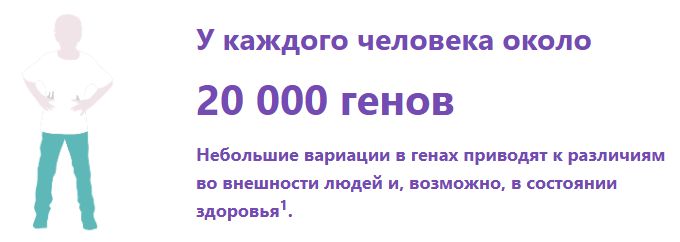 У каждого человека около 20 000 генов