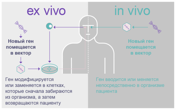 Существует два способа проведения генной терапии