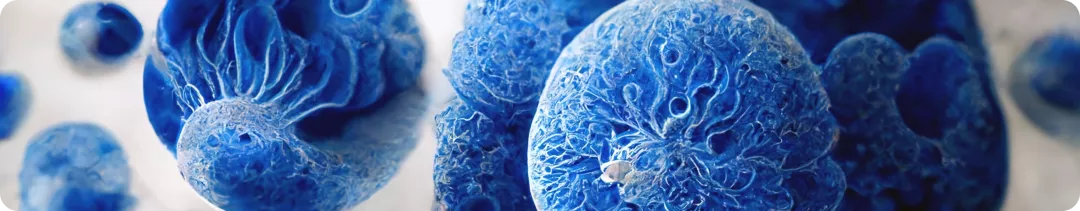 banner (33).png
